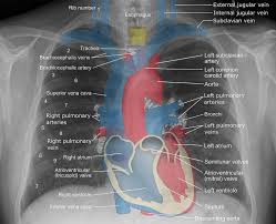 Radiology Department